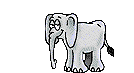 elefant006